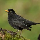 Amsel (Turdus merula)