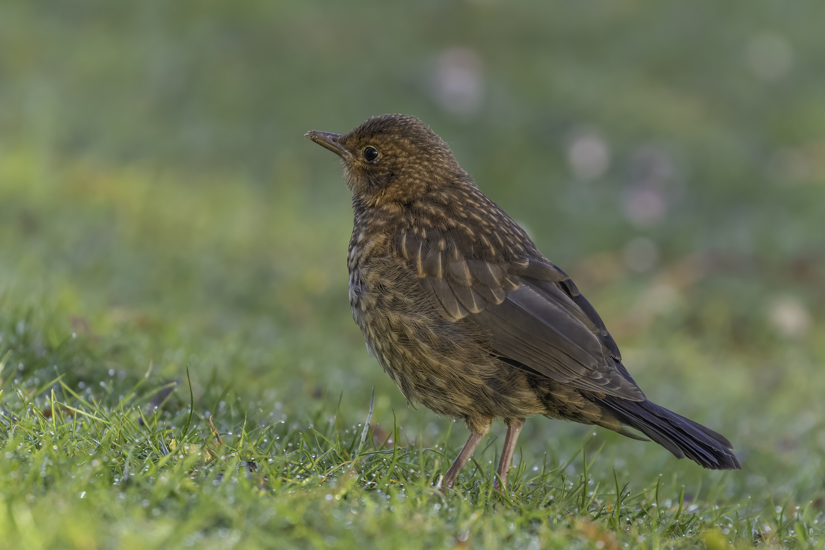 Amsel (Turdus merula)