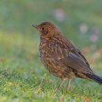 Amsel (Turdus merula)