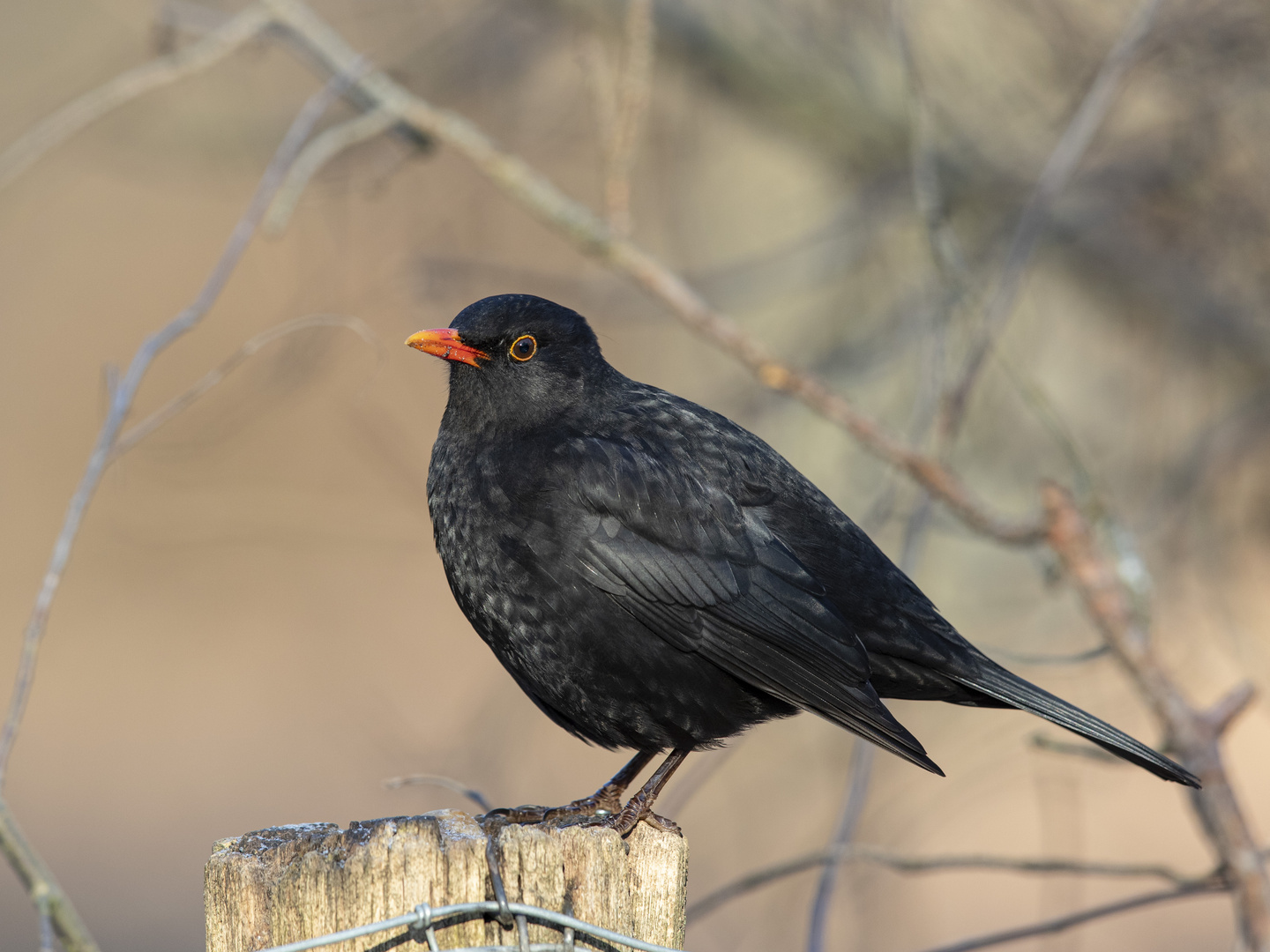 AMSEL (Turdus merula)