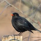 AMSEL (Turdus merula)