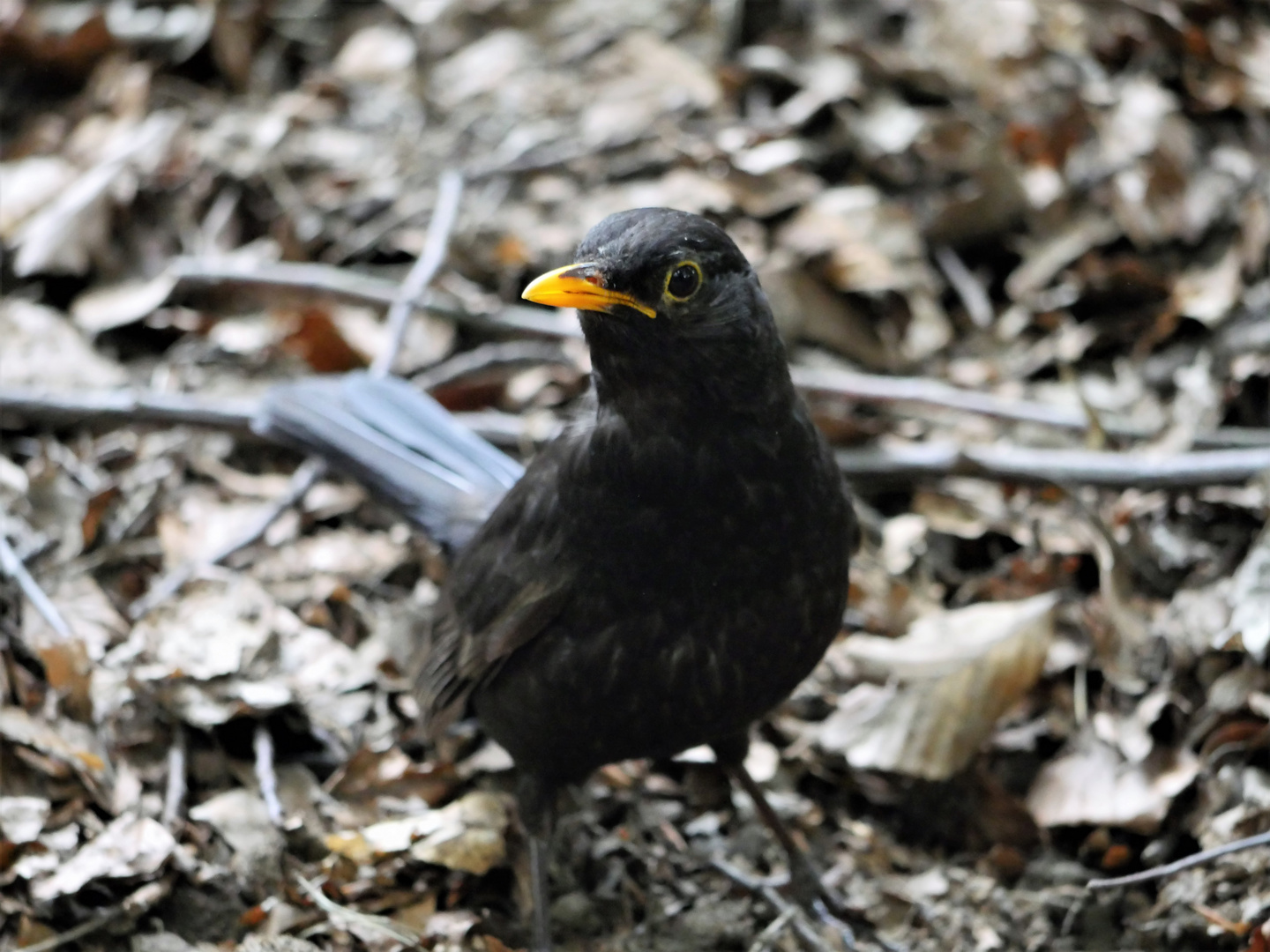 Amsel (Turdus merula)