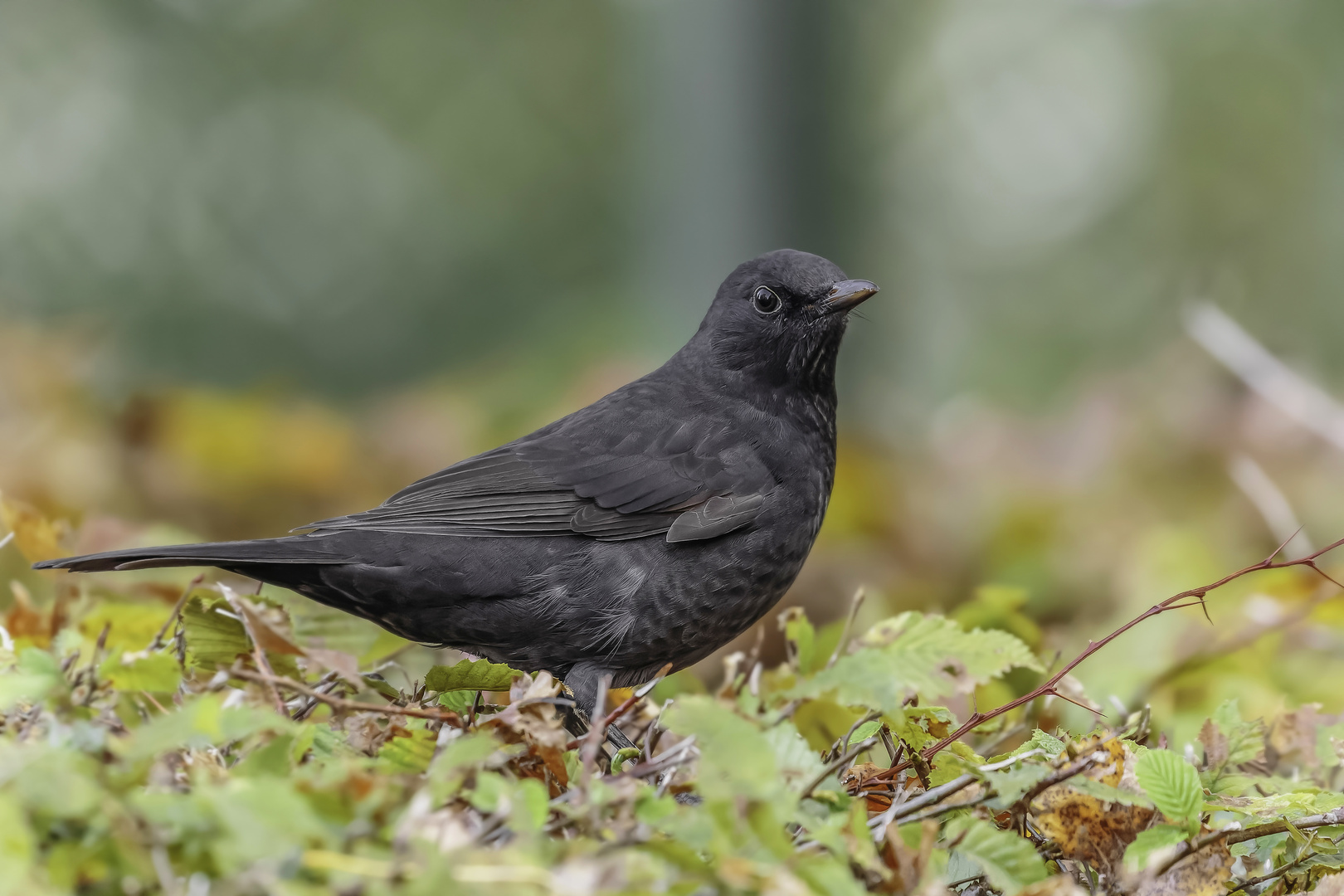 Amsel (Turdus merula)