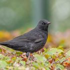 Amsel (Turdus merula)