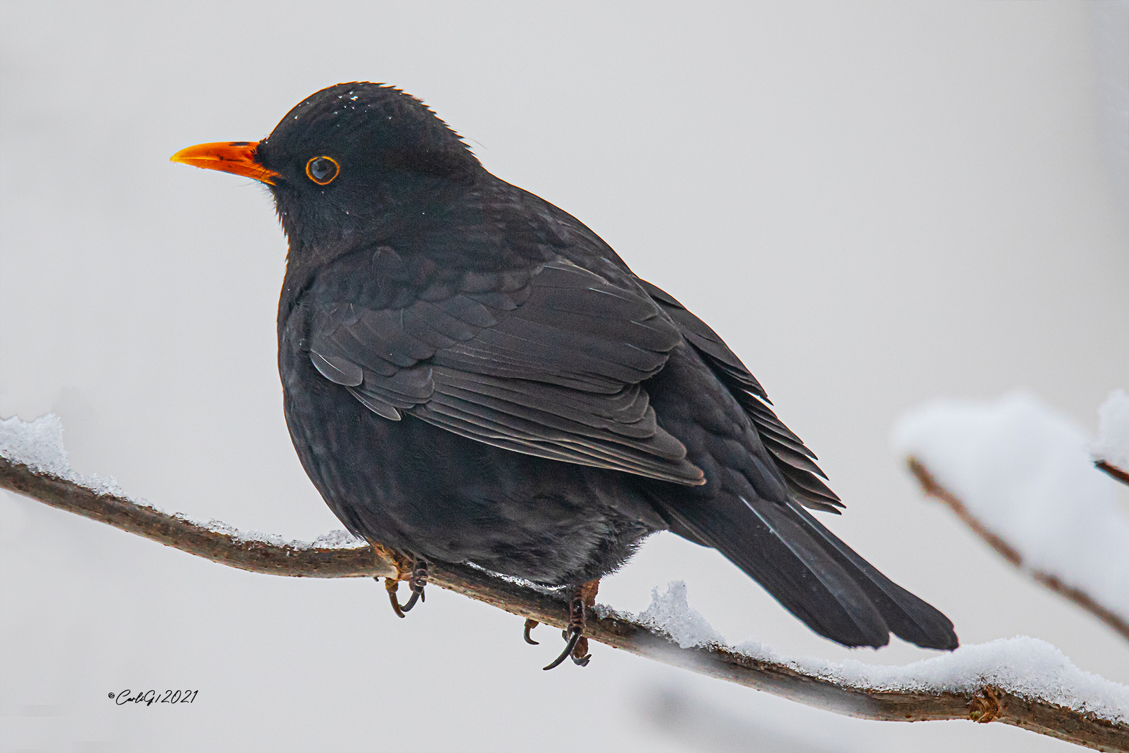 Amsel (Turdus merula) 