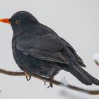 Amsel (Turdus merula) 