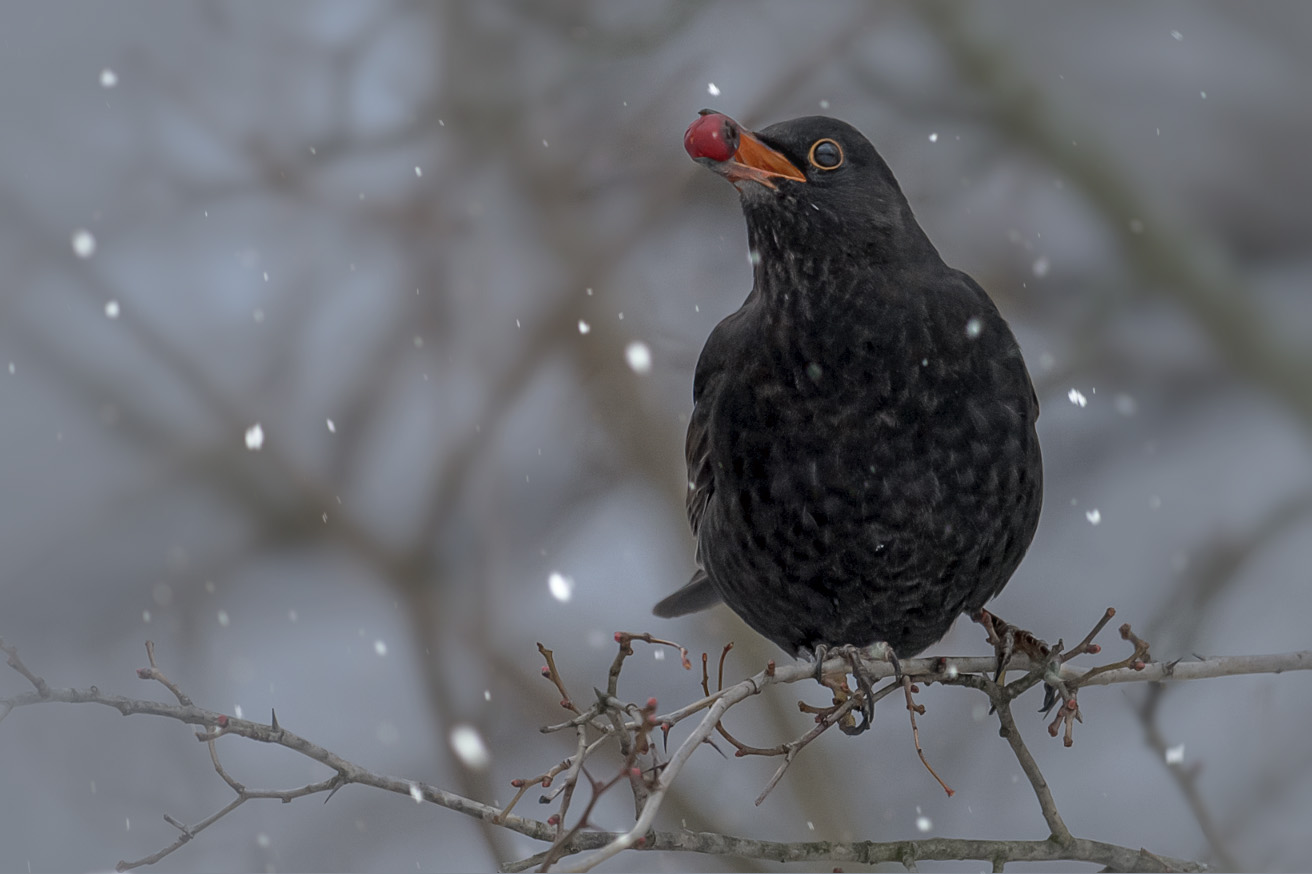  Amsel (Turdus merula) 