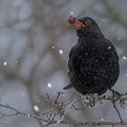  Amsel (Turdus merula) 