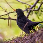 Amsel (Turdus merula)