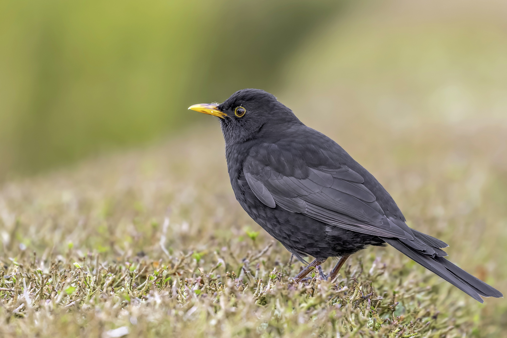 Amsel (Turdus merula)