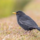 Amsel (Turdus merula)