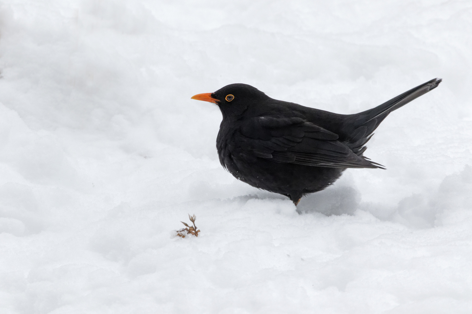 Amsel (Turdus merula)