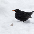 Amsel (Turdus merula)