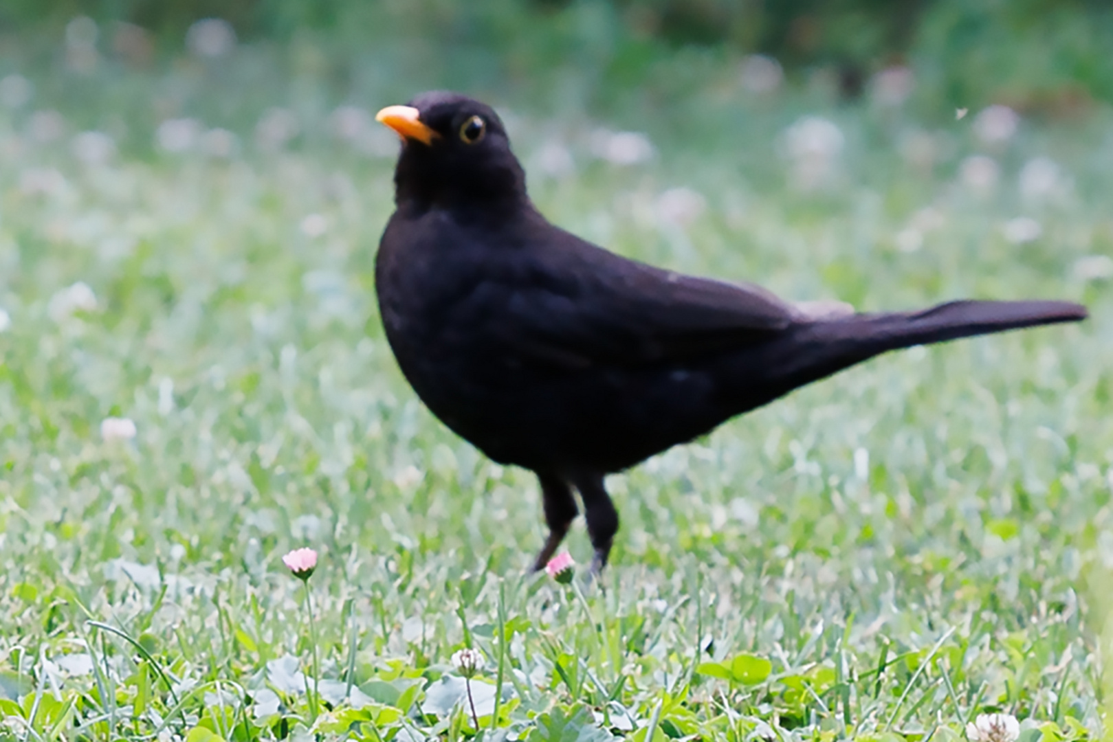 Amsel (Turdus merula)