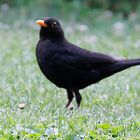 Amsel (Turdus merula)