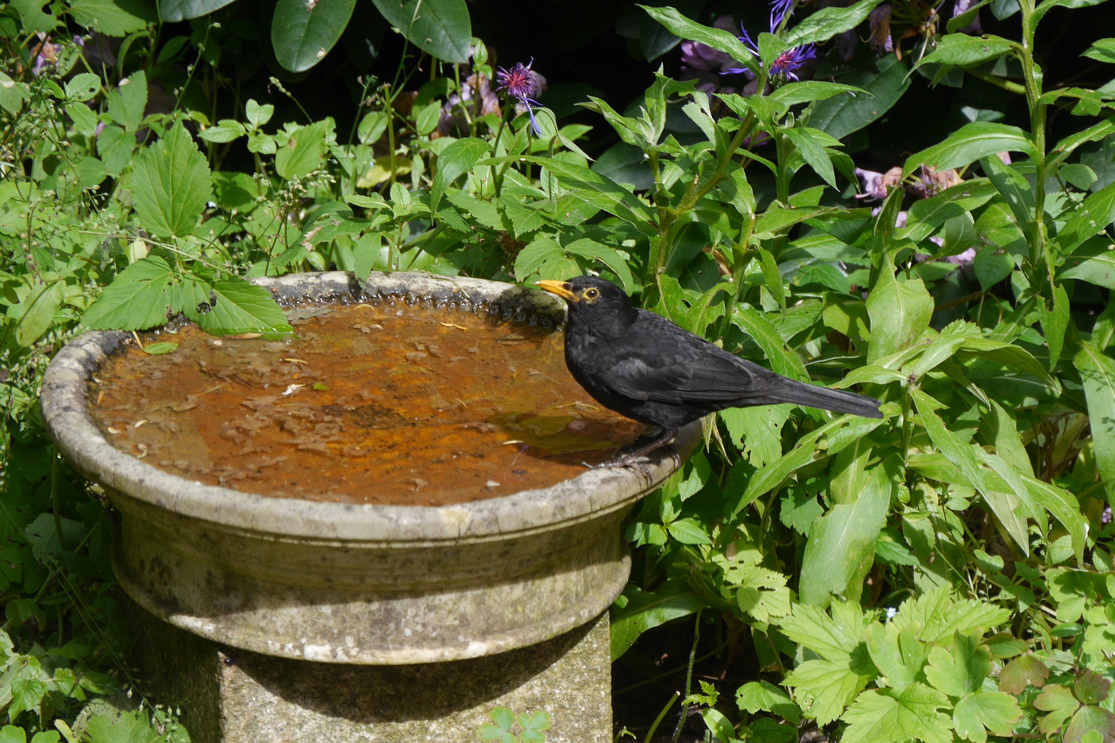 Amsel  -  Turdus merula