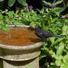 Amsel  -  Turdus merula