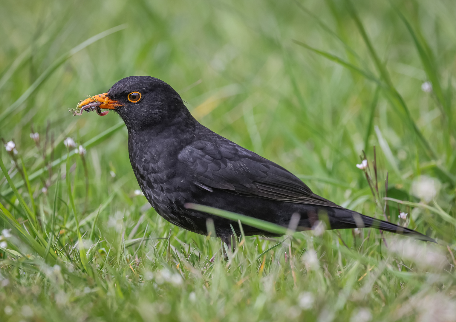 Amsel ( Turdus merula)