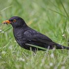 Amsel ( Turdus merula)