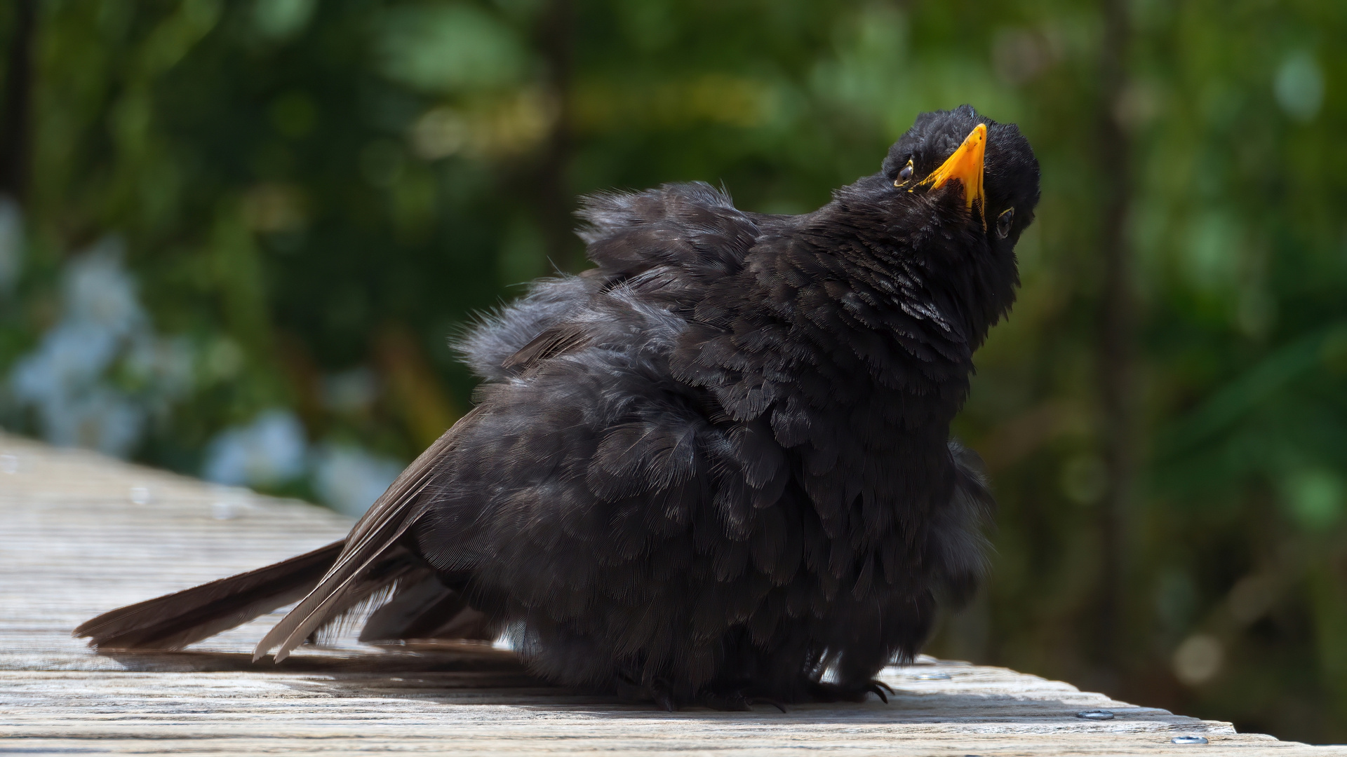 Amsel (Turdus merula)