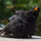 Amsel (Turdus merula)