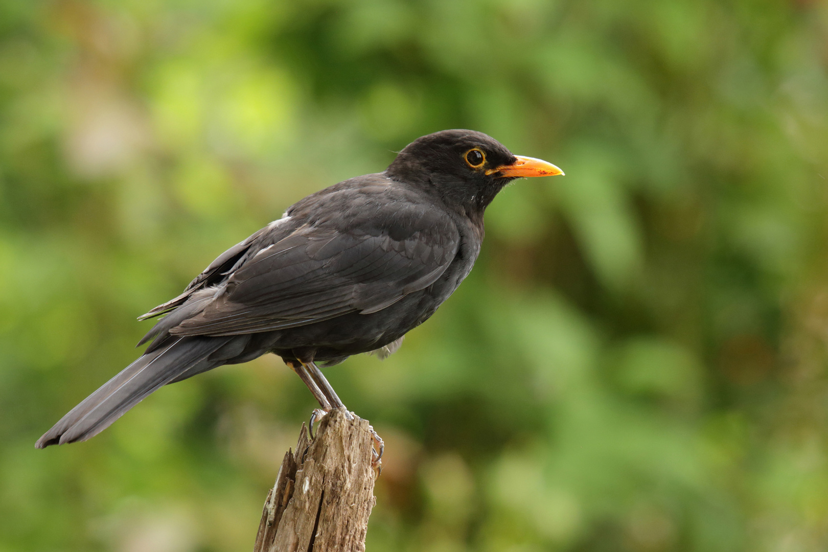 Amsel (Turdus merula)