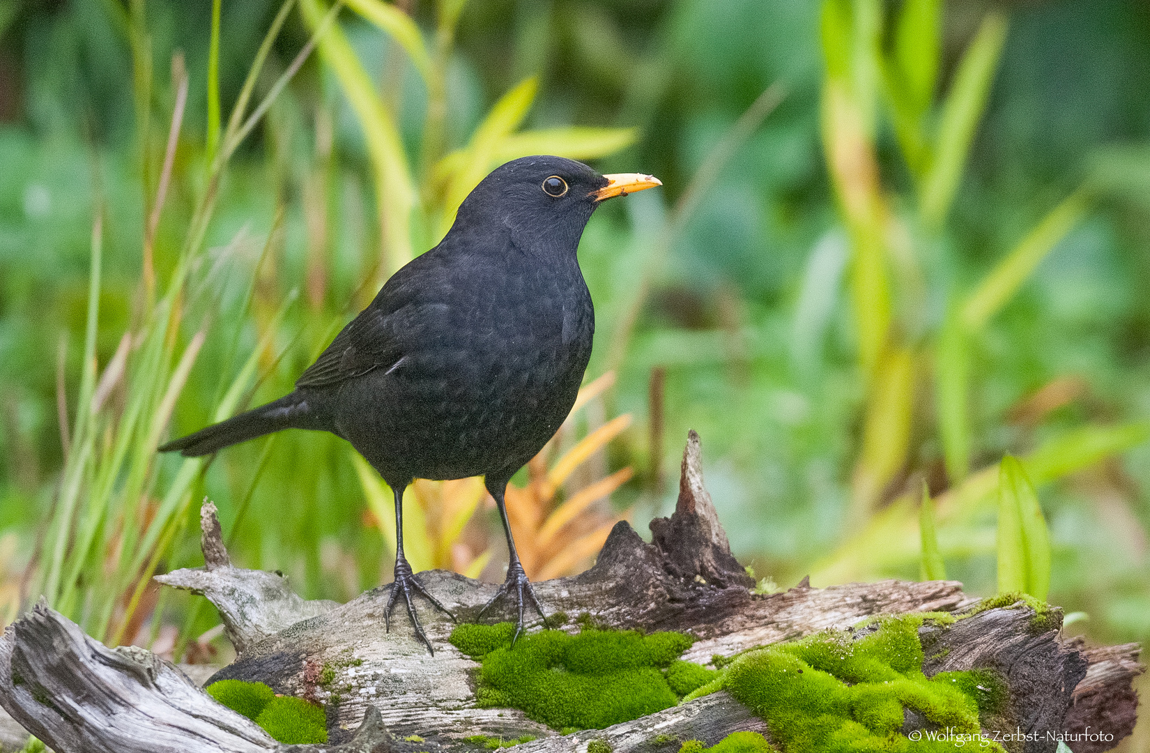 -- Amsel --   (.Turdus merula )