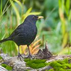 -- Amsel --   (.Turdus merula )