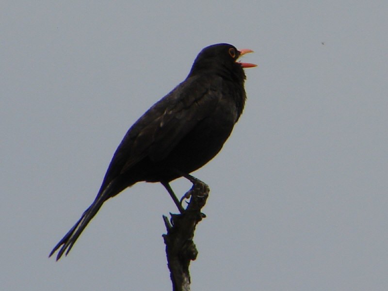 Amsel (Turdus merula)