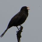 Amsel (Turdus merula)