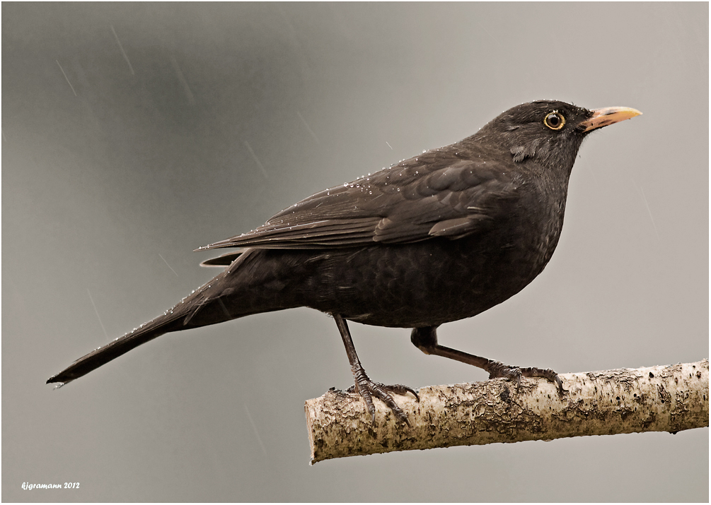 Amsel (Turdus merula).....