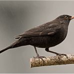 Amsel (Turdus merula).....