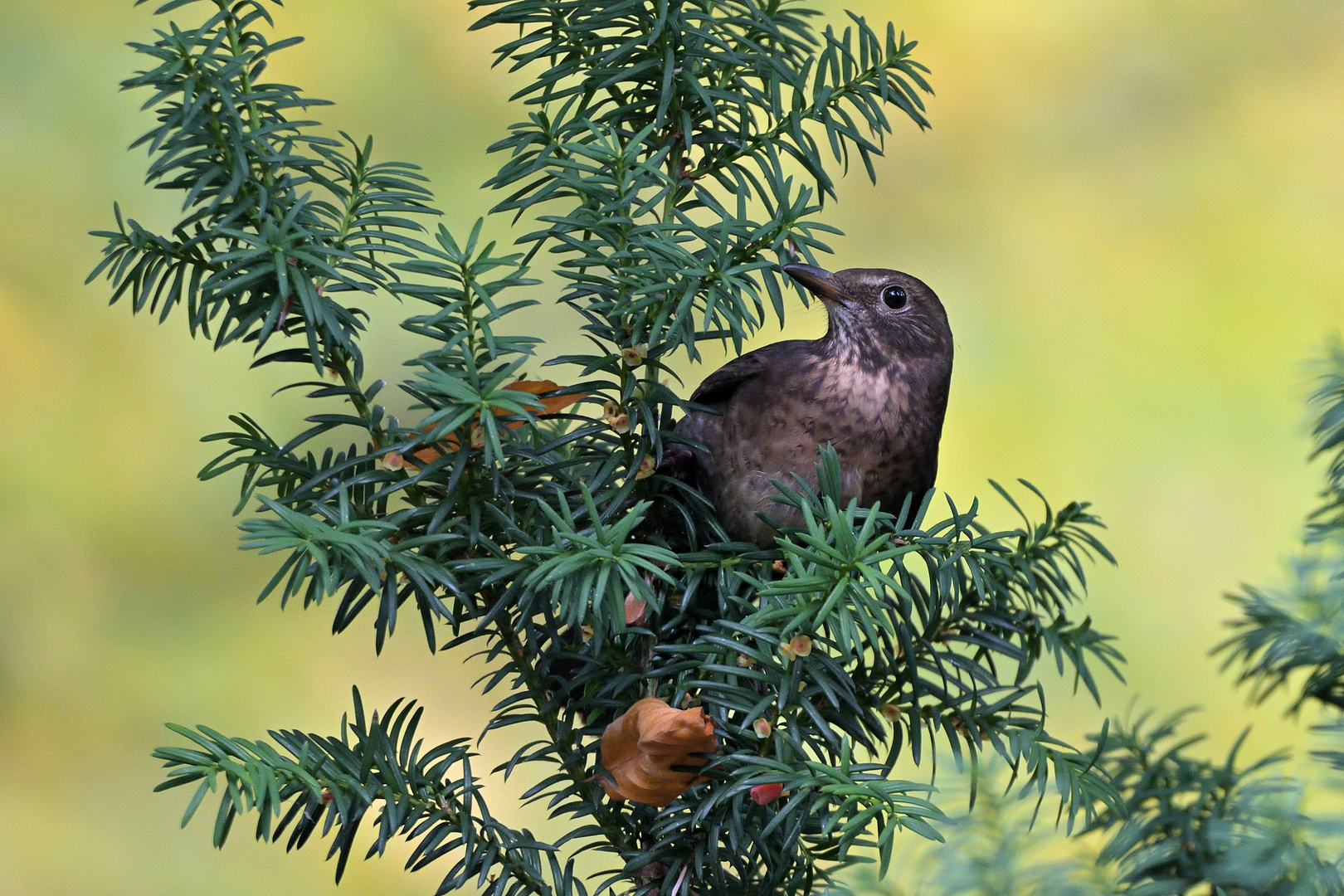 Amsel (Turdus merula), auch Schwarzdrossel genannt