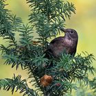 Amsel (Turdus merula), auch Schwarzdrossel genannt