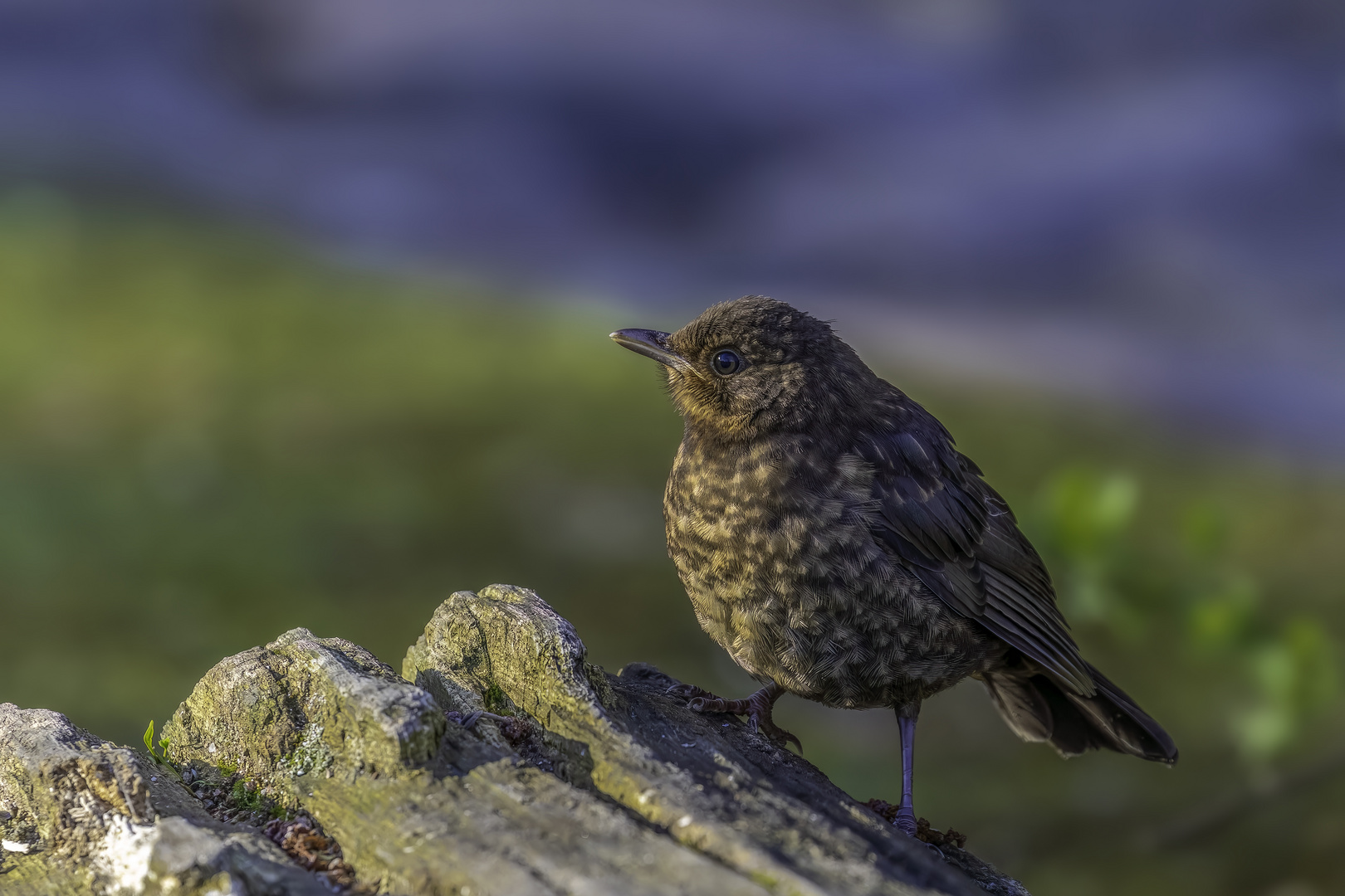 Amsel (Turdus merula)