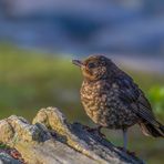 Amsel (Turdus merula)