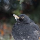 - Amsel (Turdus merula) -