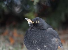 - Amsel (Turdus merula) -