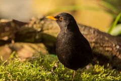 Amsel (Turdus merula)