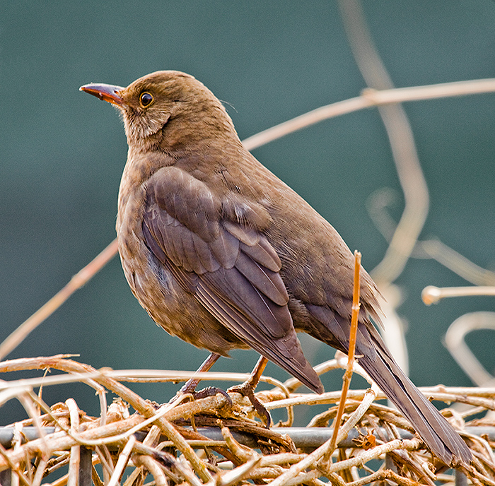 Amsel (Turdus merula)