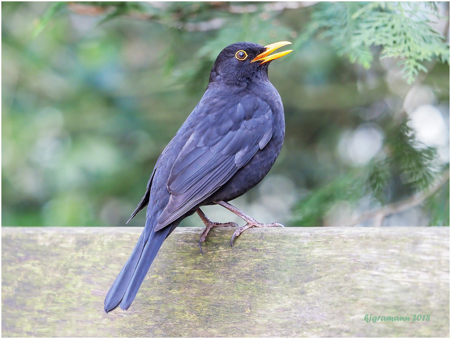 amsel  (turdus merula).....