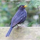 amsel  (turdus merula).....