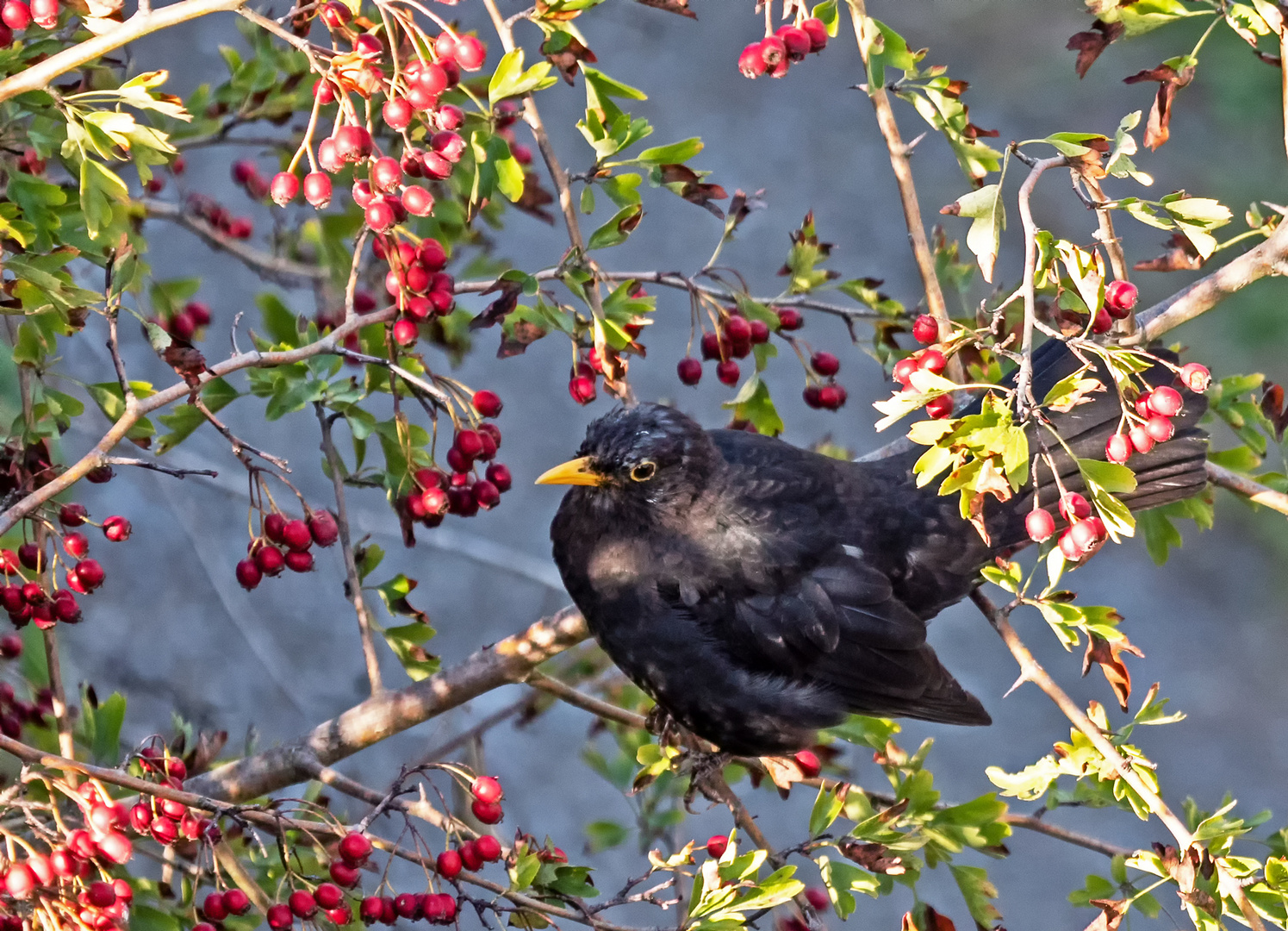 Amsel (Turdus merula)