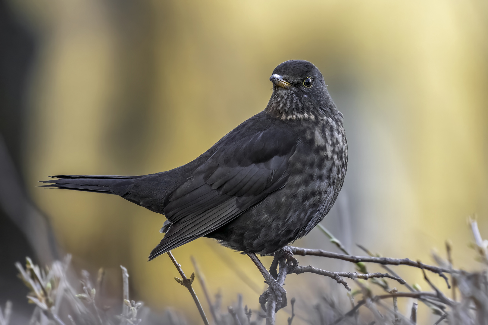 Amsel (Turdus merula)