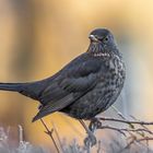 Amsel (Turdus merula)