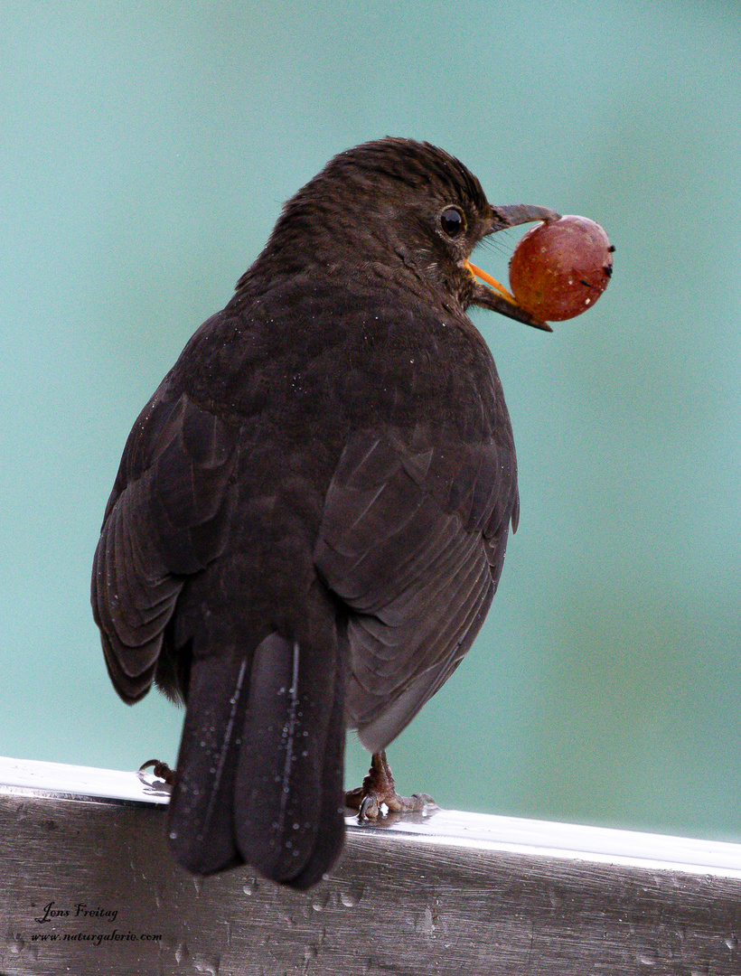 Amsel (Turdus merula)