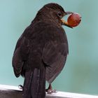 Amsel (Turdus merula)