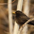 Amsel (Turdus merula)