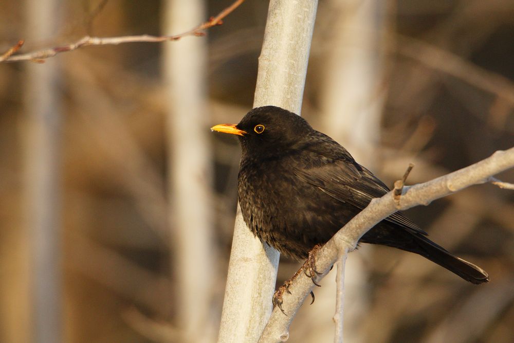 Amsel (Turdus merula)