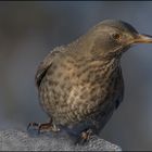 Amsel (Turdus merula)